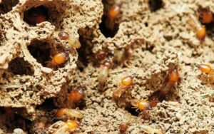 Termite Inspection